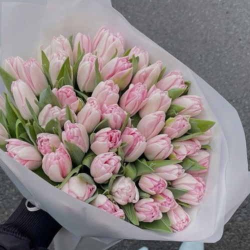 Peony Tulips (Premium Double Tulips)