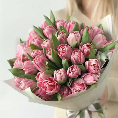 Peony Tulips (Premium Double Tulips)