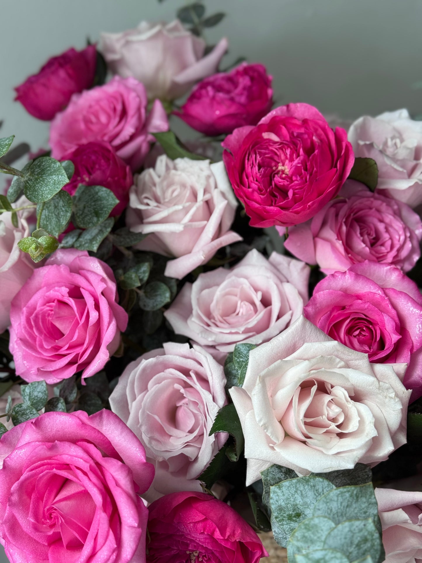 Roses in Bloom