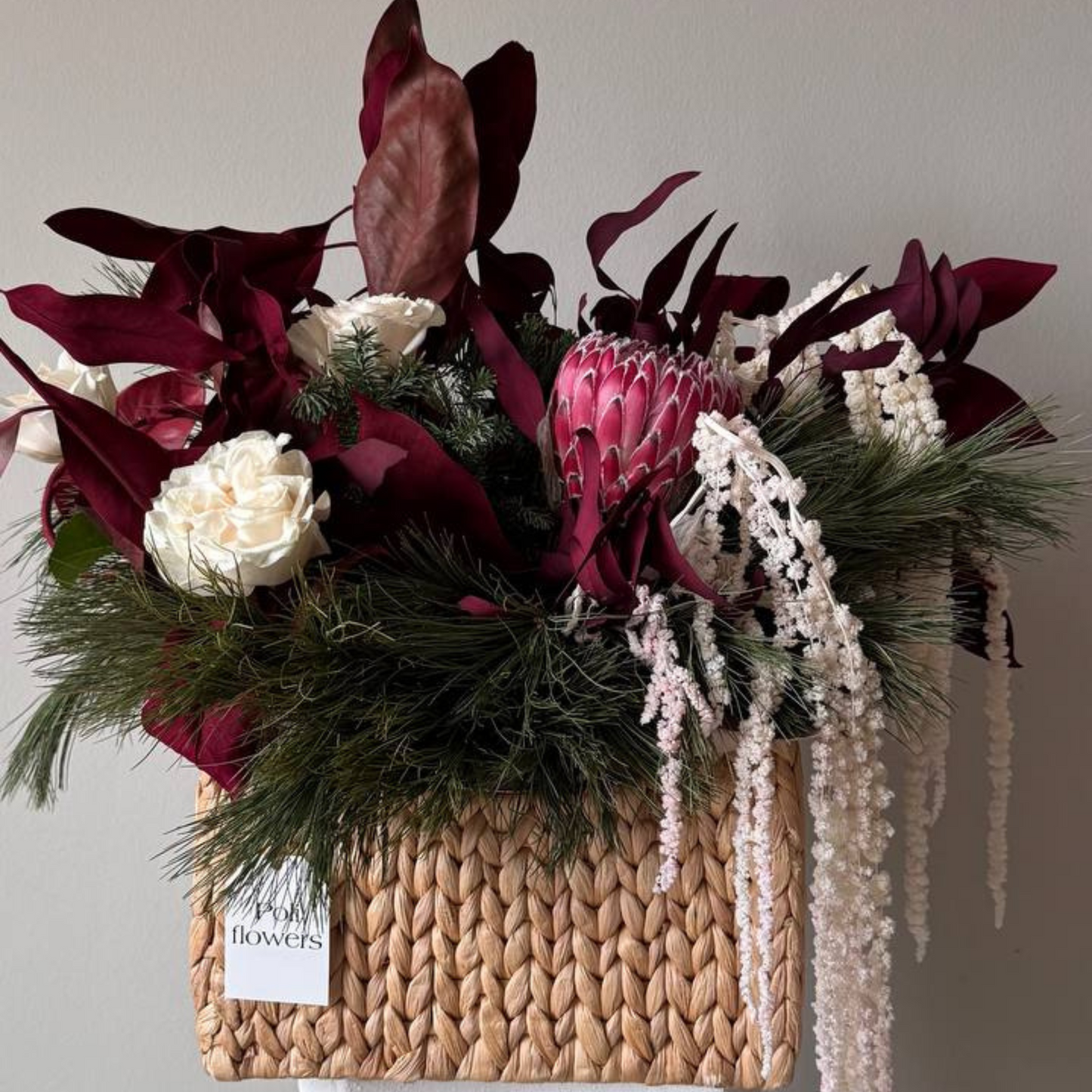 Protea Charm