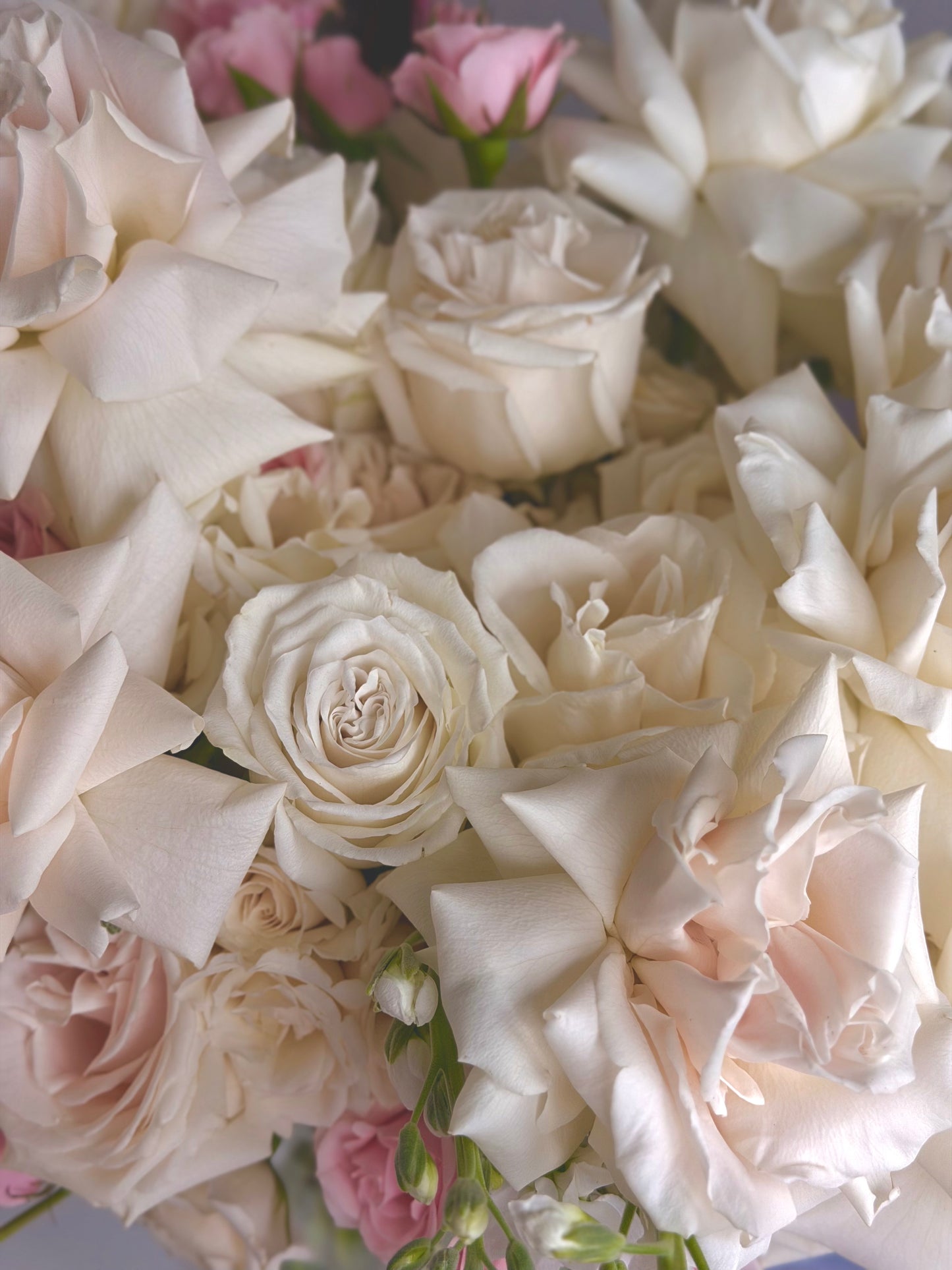 Rosy Dream