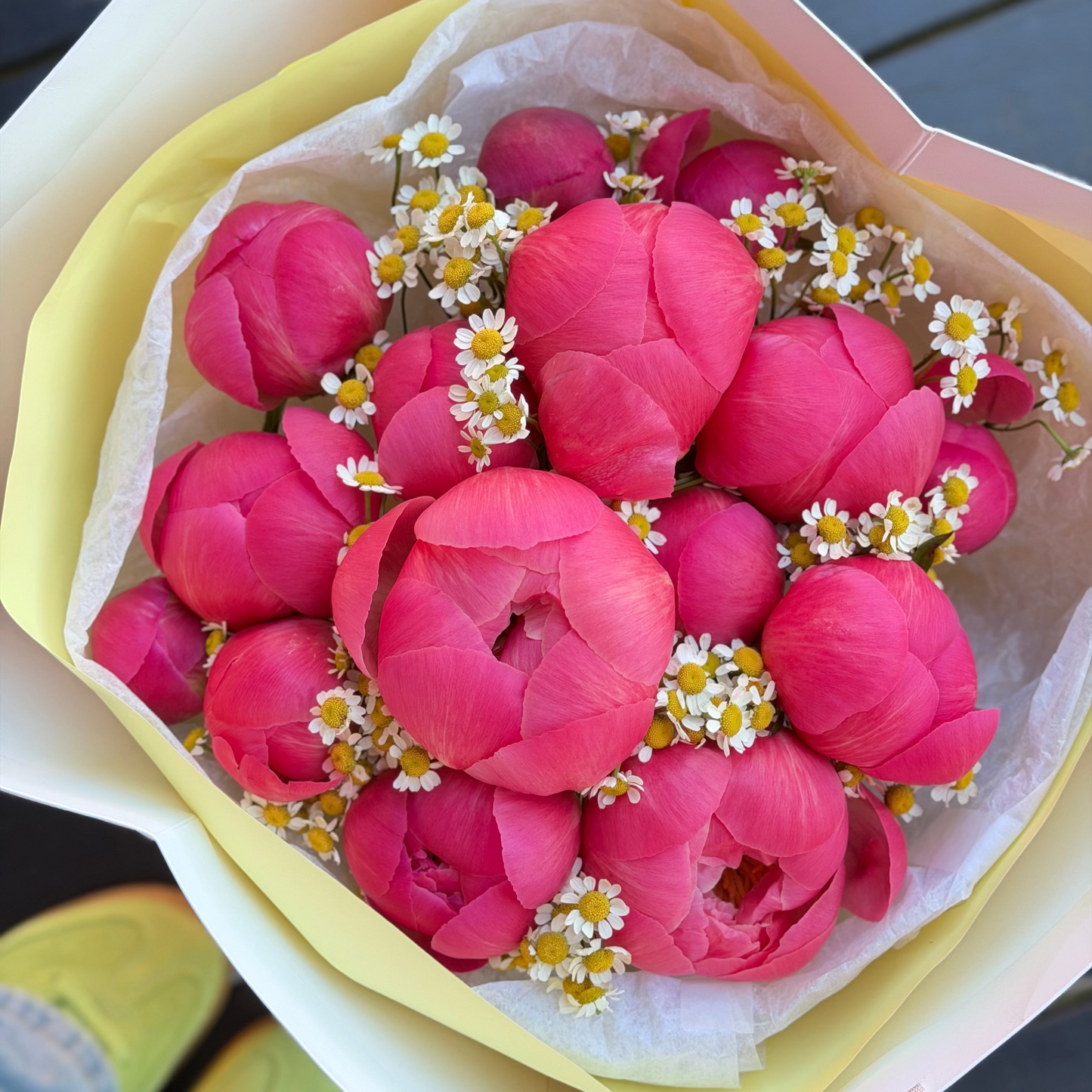 Coral Peony Dream