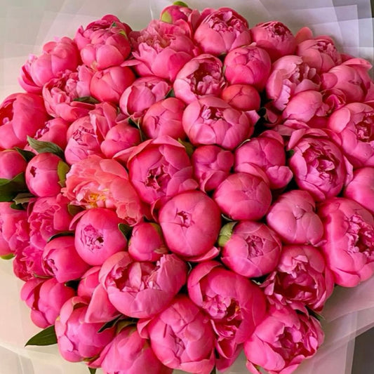 Coral Peonies Crush