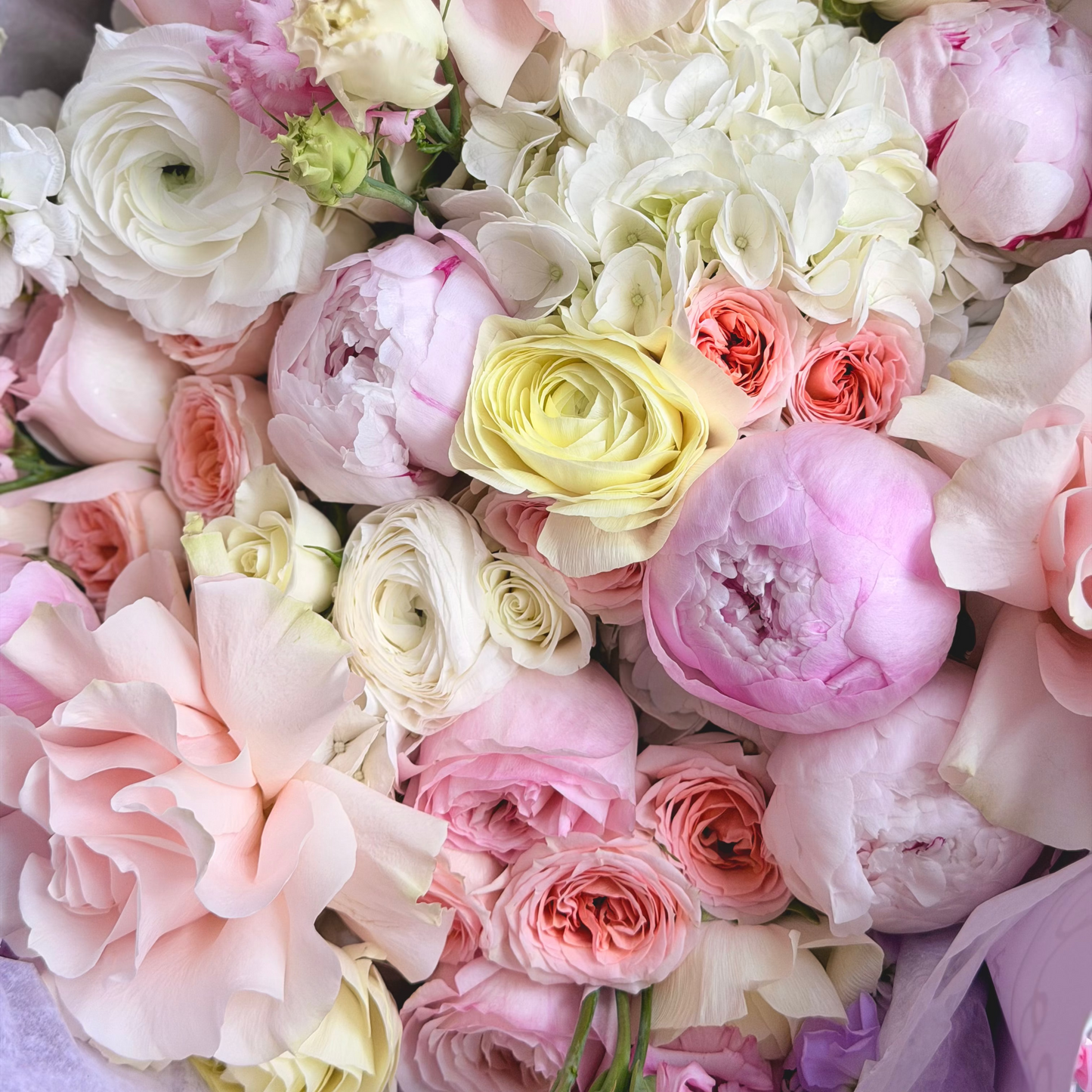 Peony Cloud