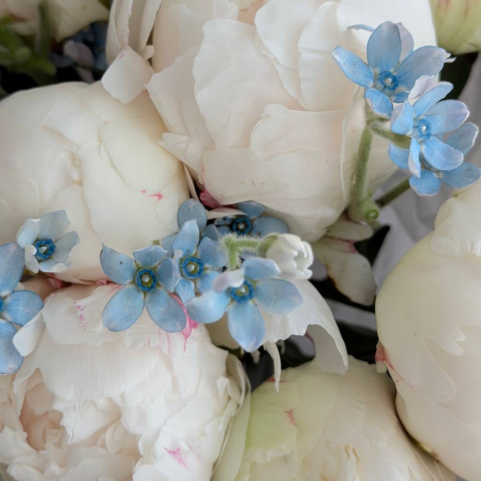 Peonies and Tweedia